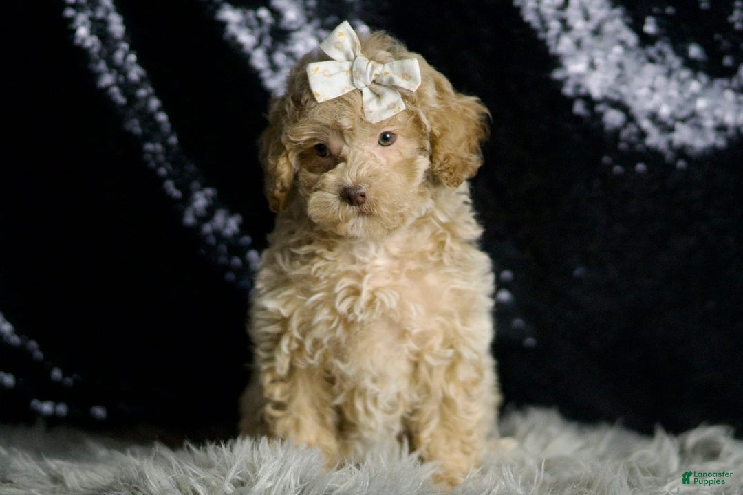 Maltipoo dogs for sale: Beyonce - Image 3