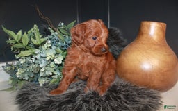 Mini Goldendoodle dogs for sale: Lola - Image 4