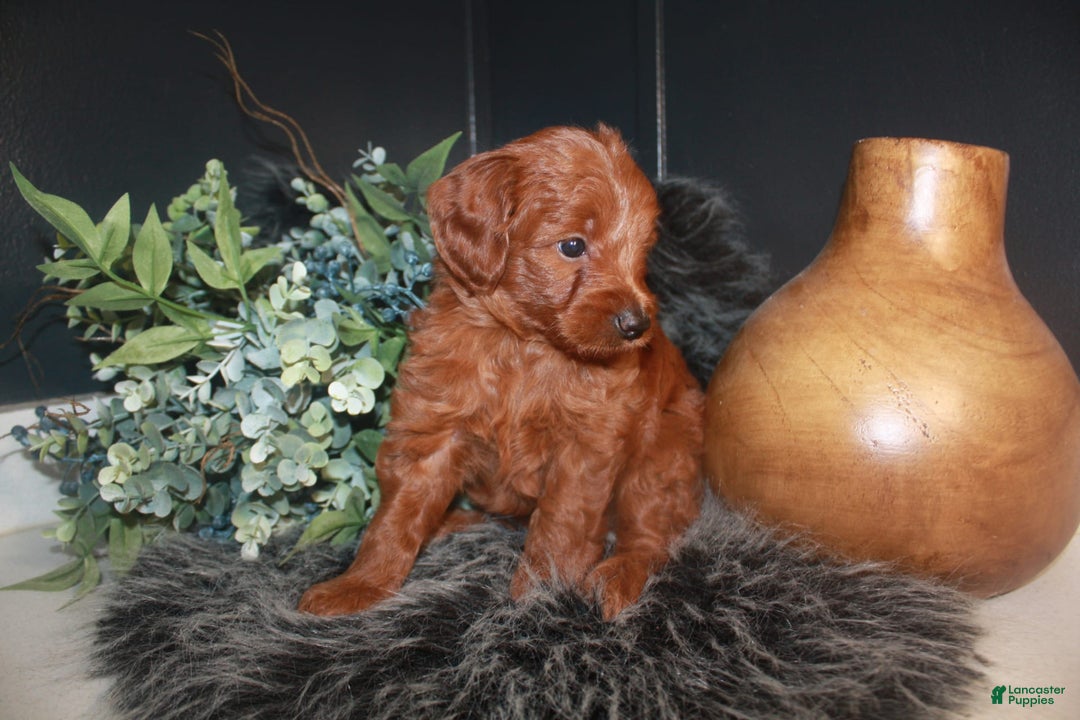 Mini Goldendoodle dogs for sale: Lola - Image 4