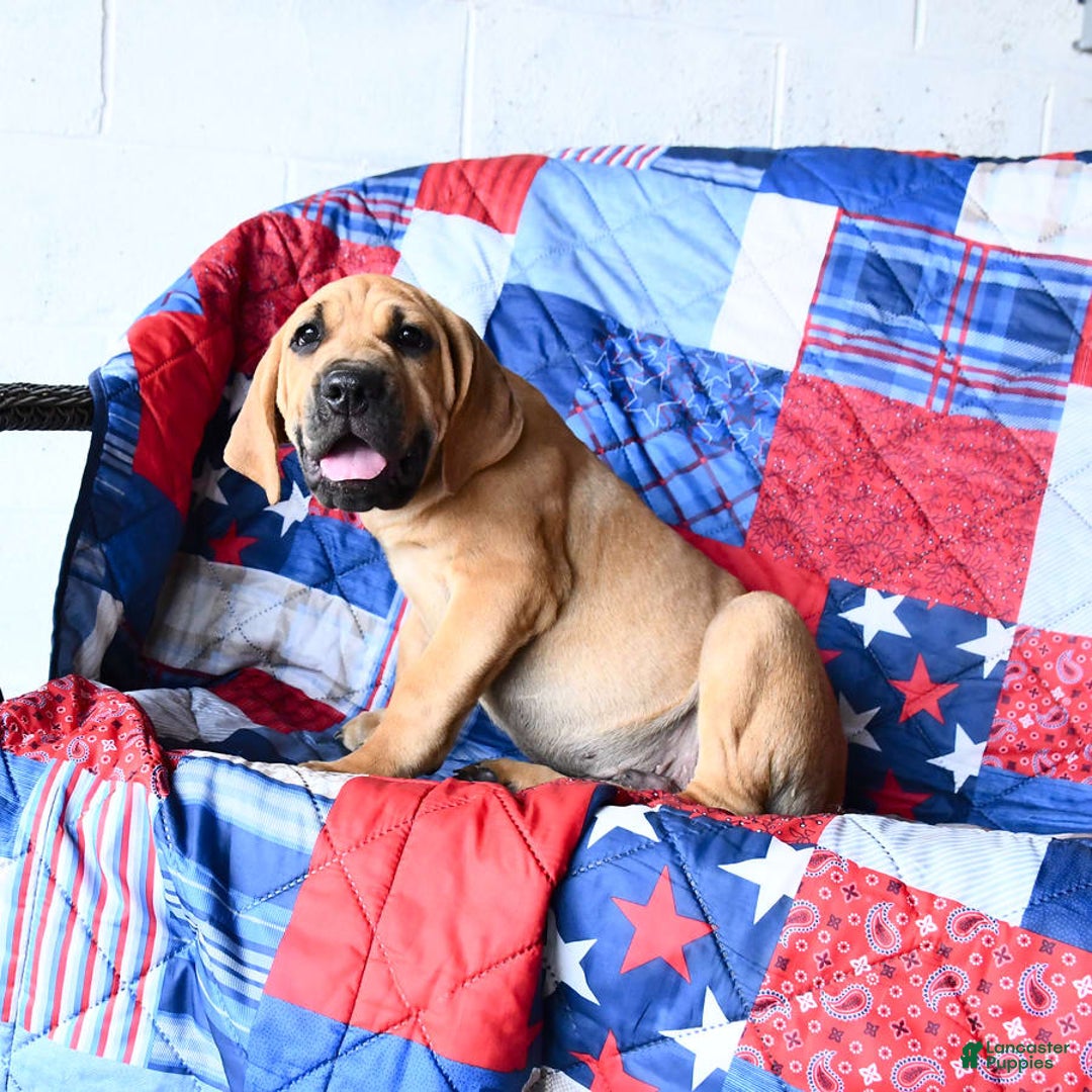 Cane Corso dogs for sale: Milo - Image 10