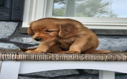 Golden Retriever dogs for sale: Dick - Image 4