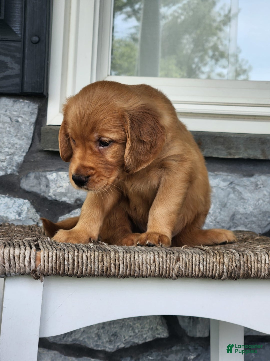 Golden Retriever dogs for sale: Dick - Image 4
