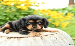 Cavalier King Charles Spaniel dogs for sale: Maddie - Image 9