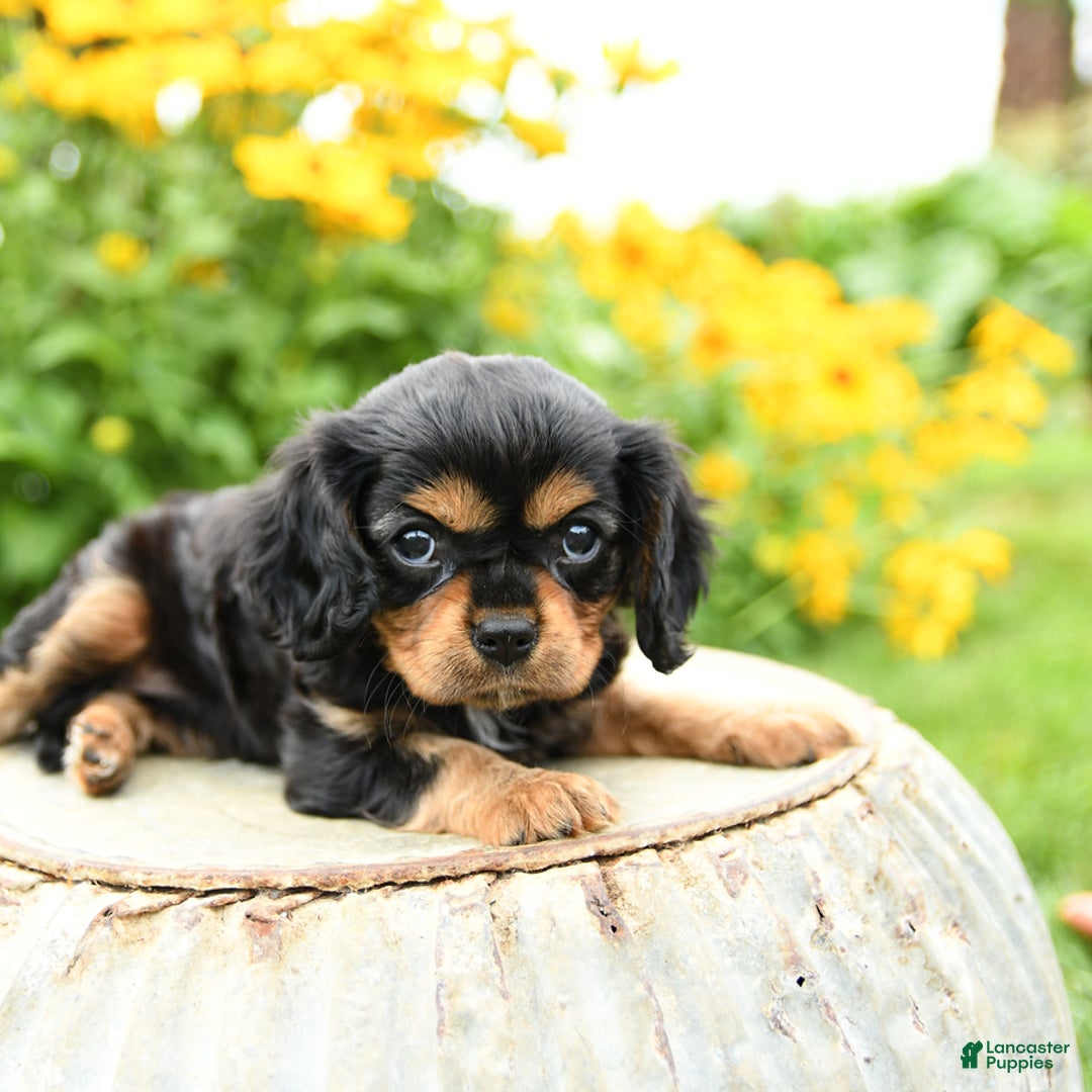 Cavalier King Charles Spaniel dogs for sale: Maddie - Image 9