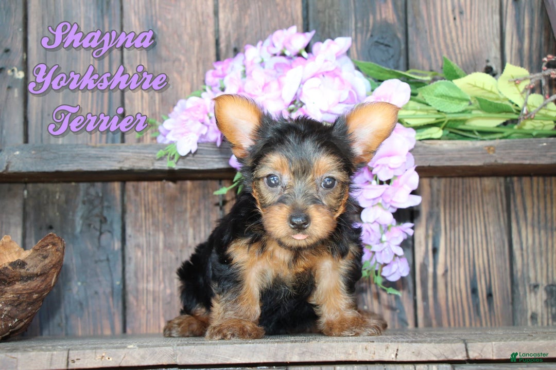 Yorkshire Terrier dogs for sale: Shayna - Image 1