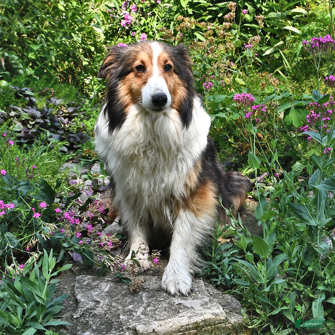 Shetland Sheepdog dogs for sale: Megan - Image 6
