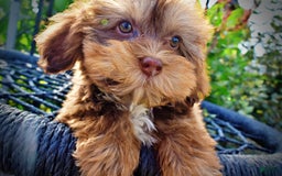 Havapoo dogs for sale: Josie - Image 11