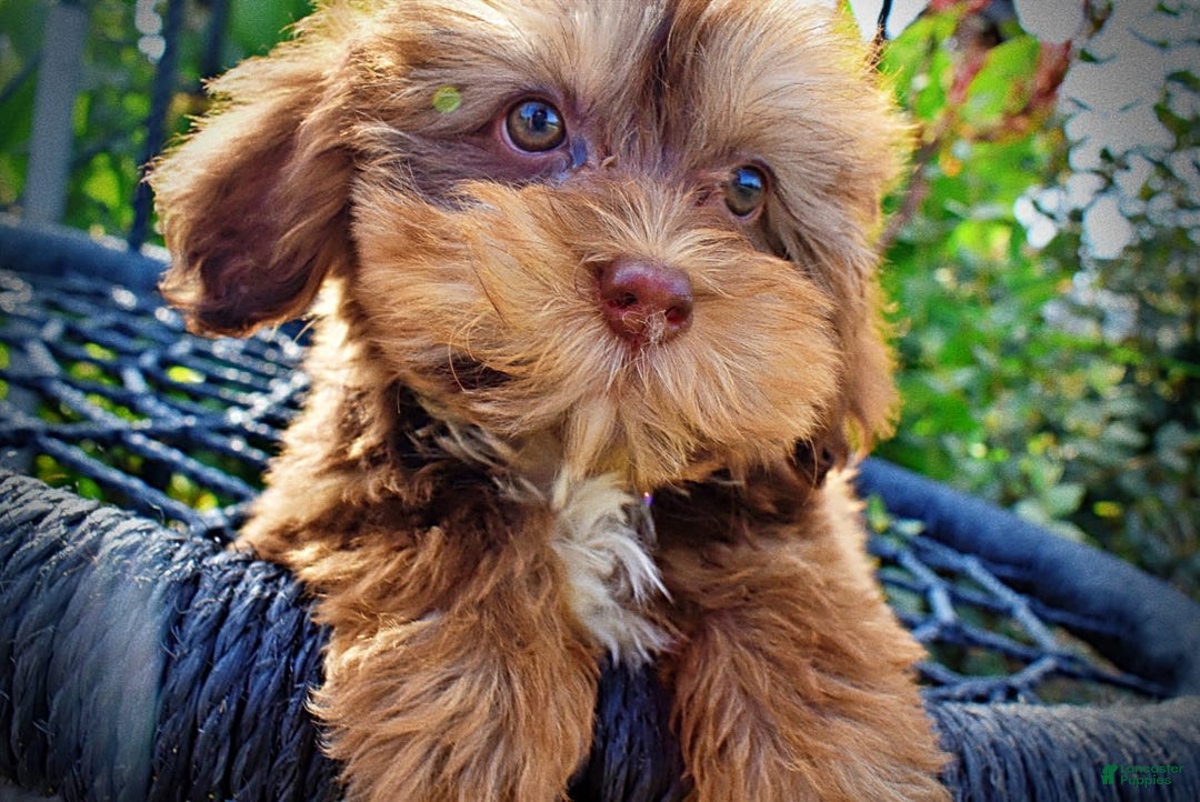 Havapoo dogs for sale: Josie - Image 11