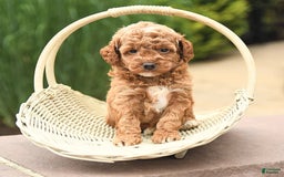 Cockapoo dogs for sale: Music - Image 4