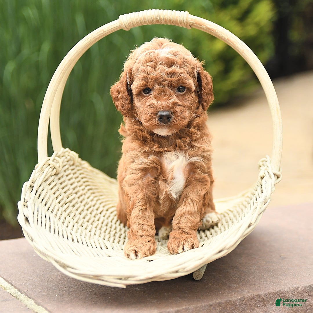 Cockapoo dogs for sale: Music - Image 4