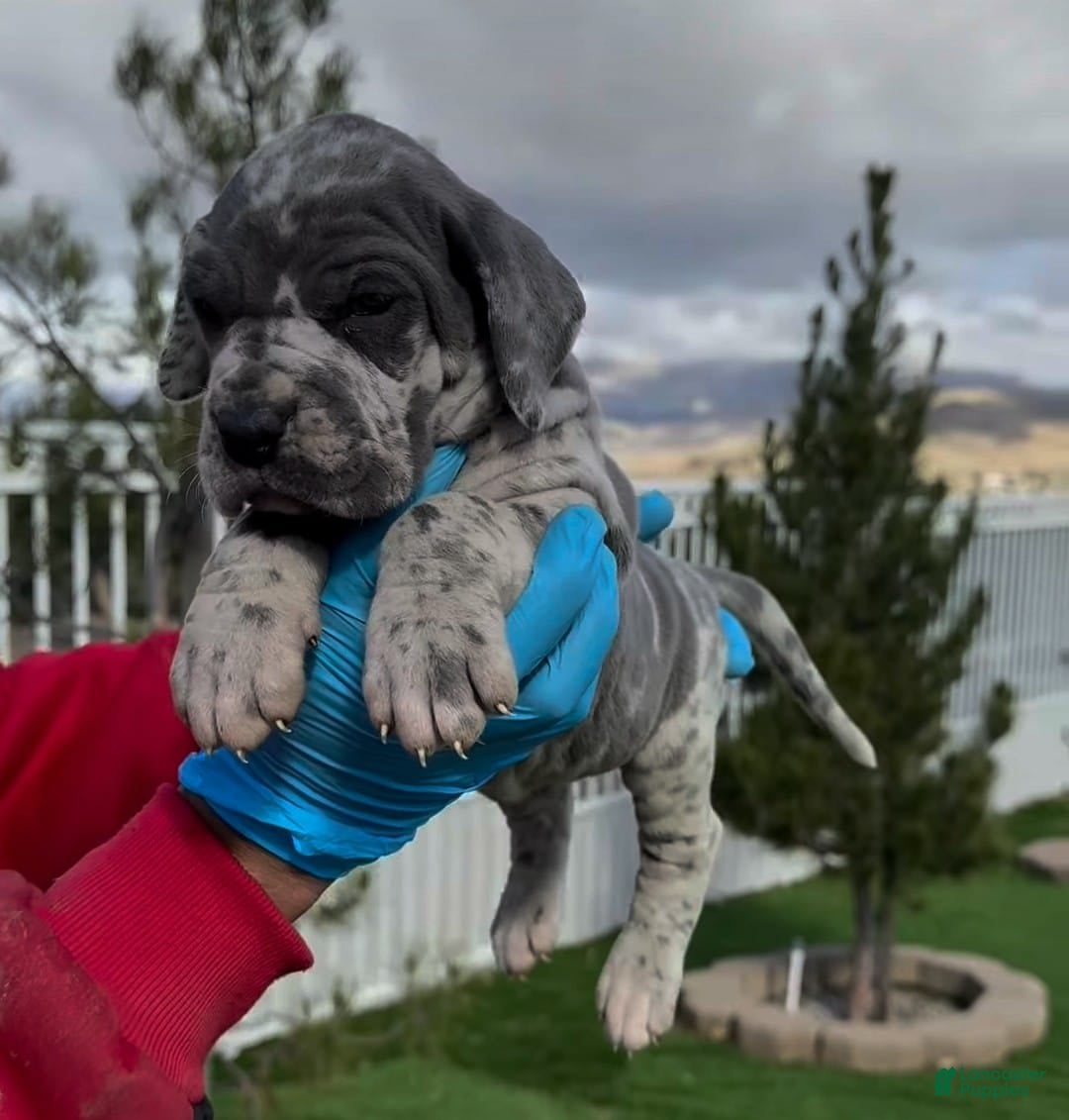 Great Dane dogs for sale: Titan - Image 3