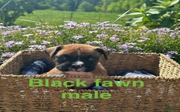 Boxer dogs for sale: Black fawn - Image 1