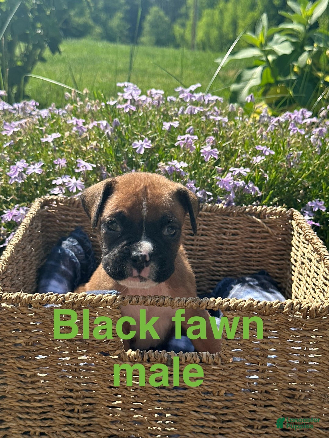 Boxer dogs for sale: Black fawn - Image 1
