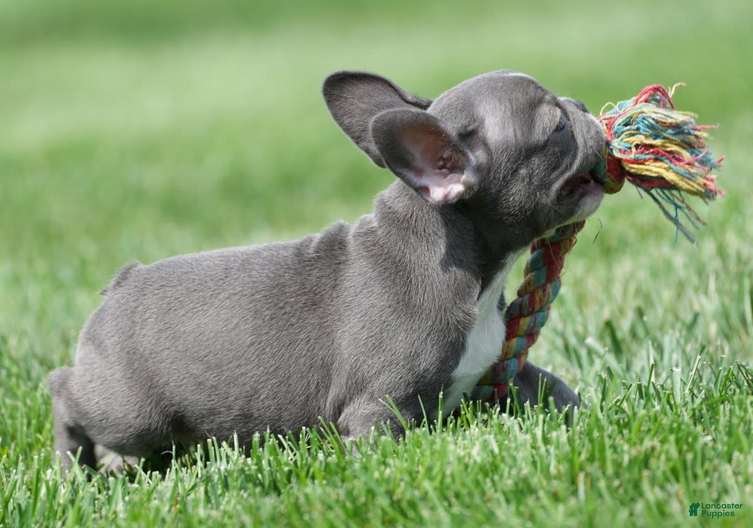 French Bulldog dogs for sale: Abby - Image 8