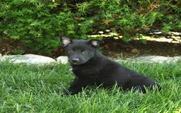 Belgian Malinois dogs for sale: Lady - Image 1