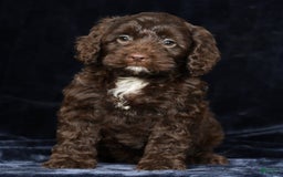 Cavapoo dogs for sale: Joey - Image 6