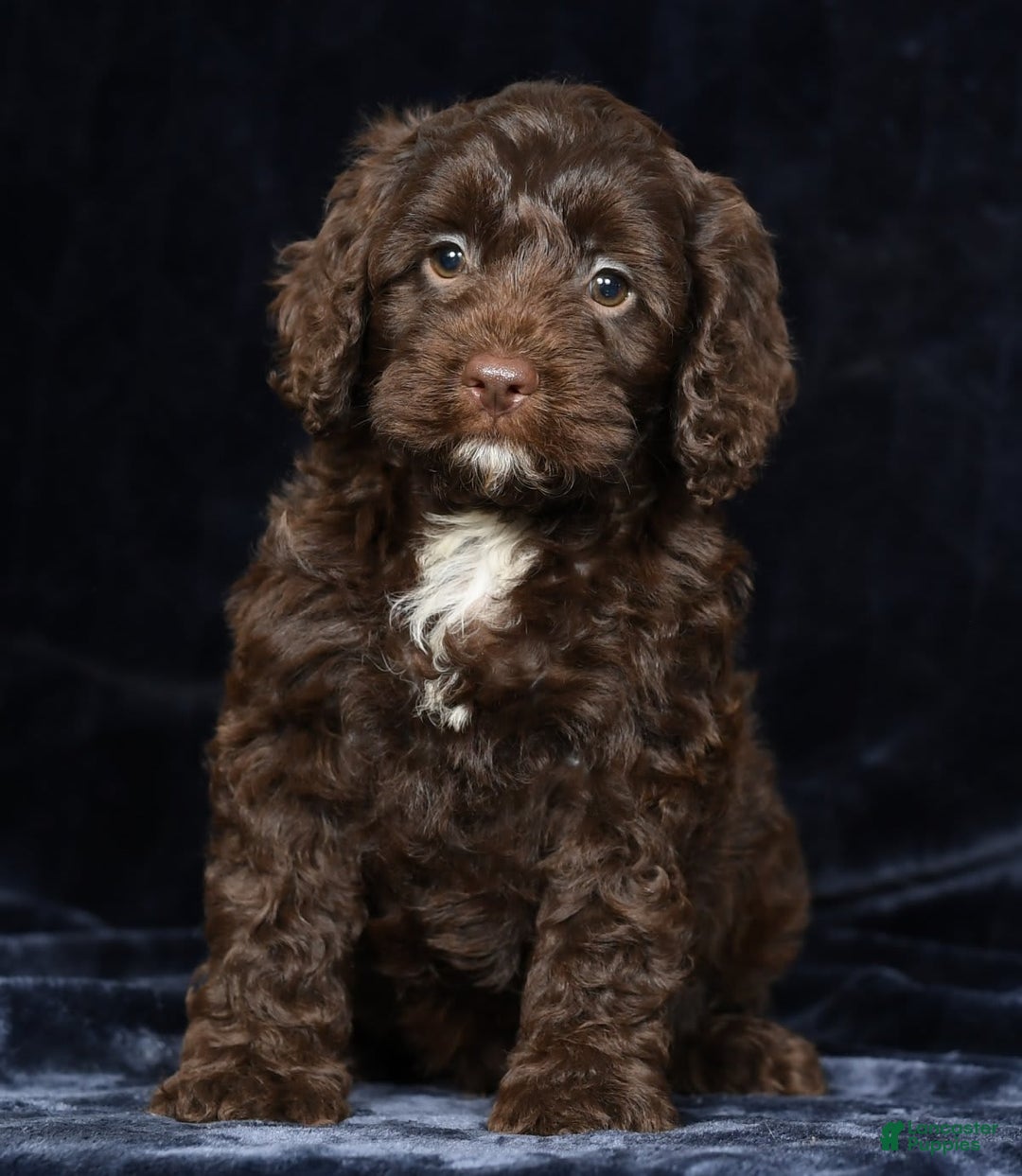 Cavapoo dogs for sale: Joey - Image 6