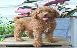 Mini Goldendoodle dogs for sale: Paige - Image 2