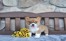 Welsh Corgi Pembroke dogs for sale: Brooke - Image 1