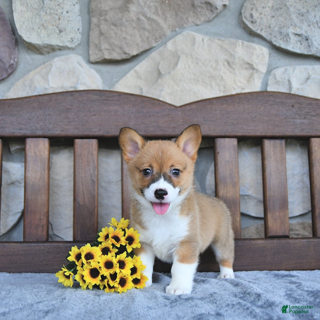 Welsh Corgi Pembroke dogs for sale: Brooke - Image 1