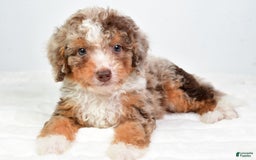 Mini Bernedoodle dogs for sale: Wally - Image 6