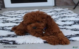 Toy Poodle dogs for sale: Tommy - Image 11