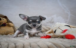 Chihuahua dogs for sale: Samuel - Image 10