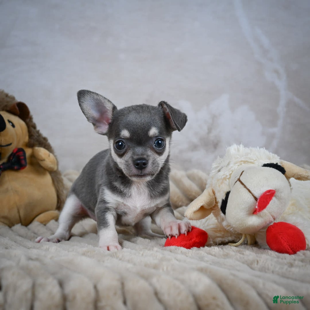 Chihuahua dogs for sale: Samuel - Image 10
