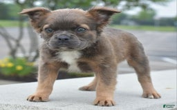 Frenchton dogs for sale: Milo Fluffy - Image 15
