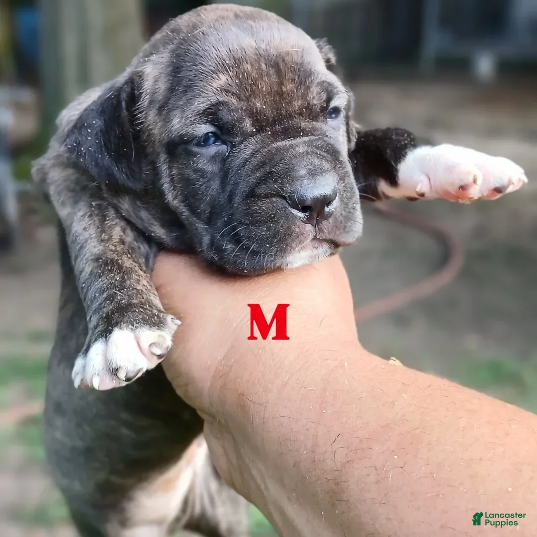 American Pit Bull Terrier dogs for sale: Jack - Image 7