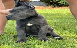 Cane Corso dogs for sale: Storm - Image 2
