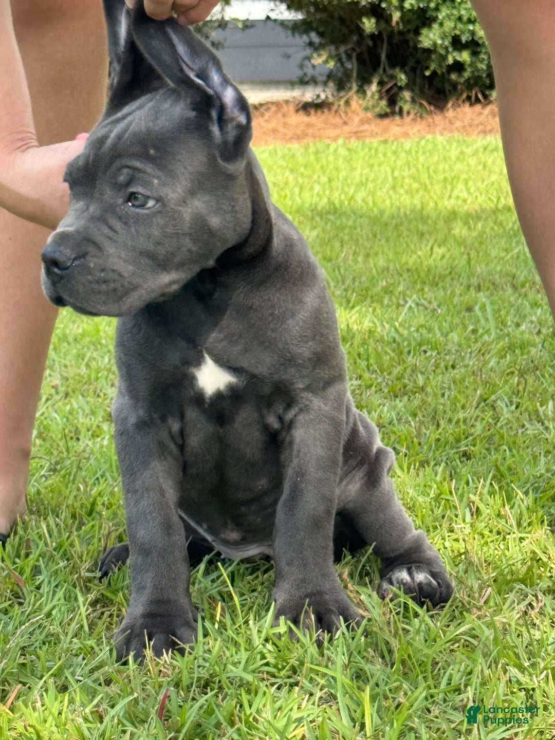 Cane Corso dogs for sale: Storm - Image 2