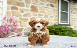 Mini Goldendoodle dogs for sale: Callie - Image 4