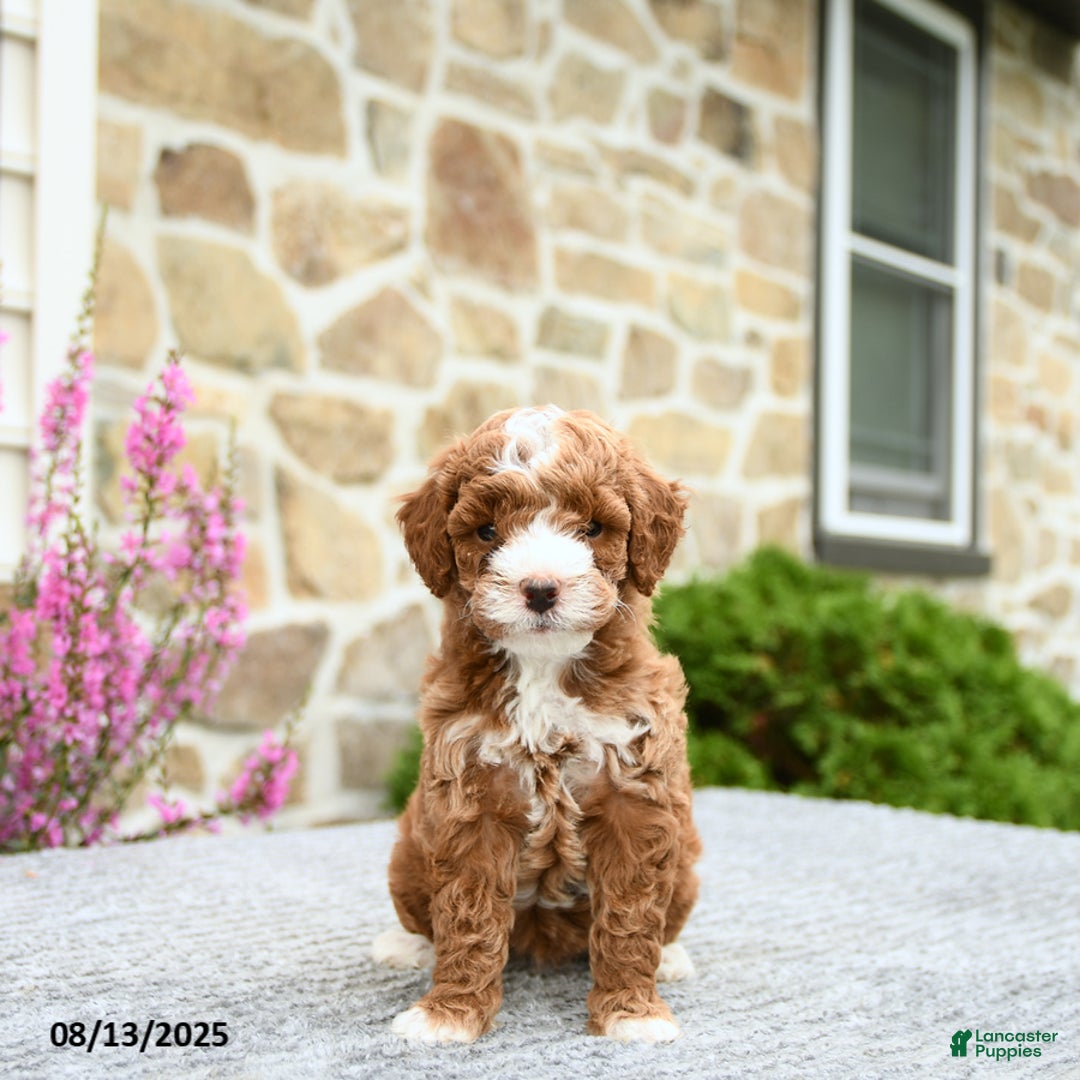 Mini Goldendoodle dogs for sale: Callie - Image 4