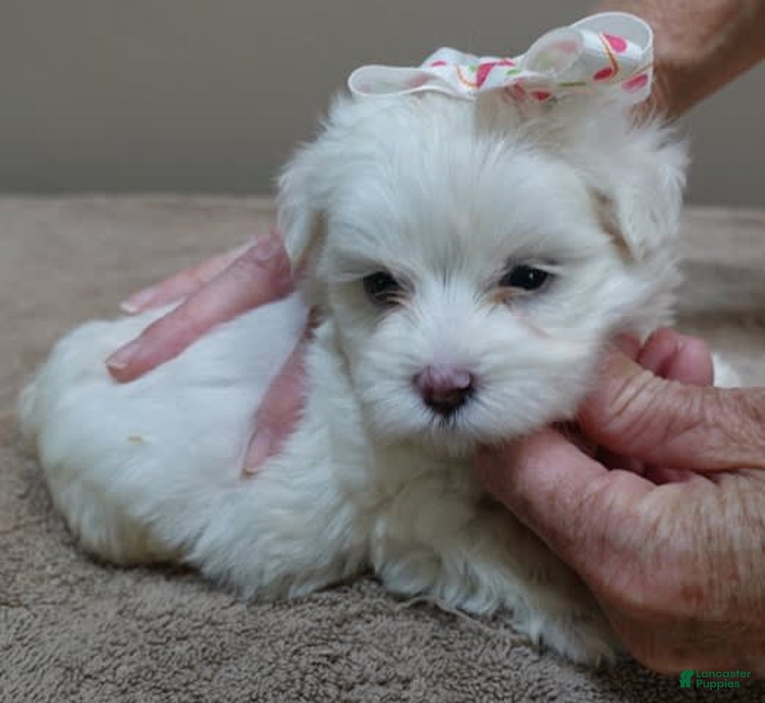Maltese dogs for sale: Empress - Image 12