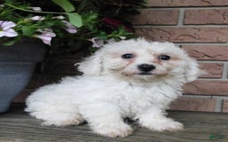 Bichon Frise dogs for sale: Addie - Image 1