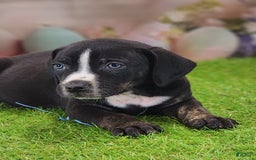 Catahoula Leopard Dog dogs for sale: Juliet 2025 M4 Catahoula Puppy - Image 11