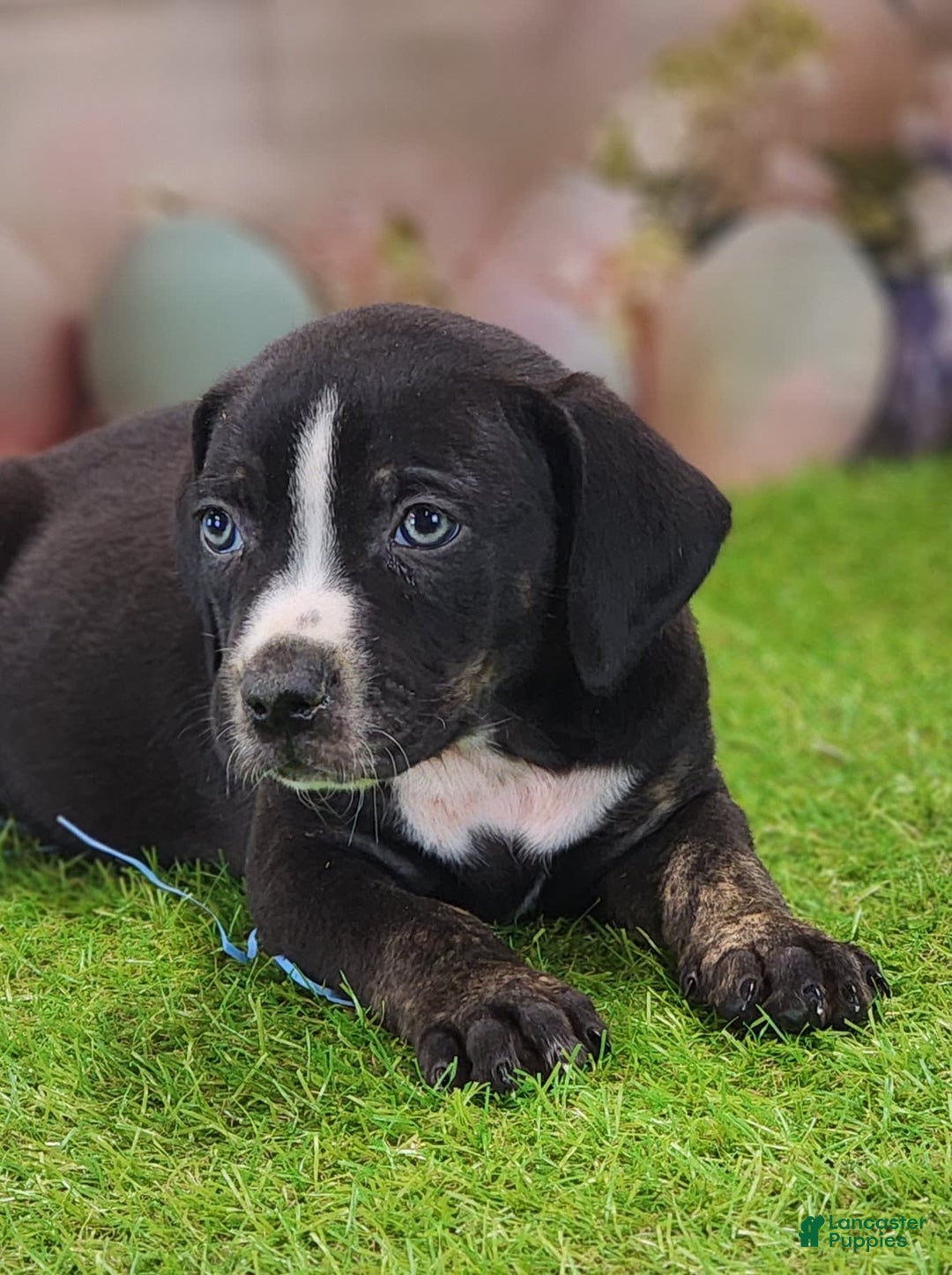 Catahoula Leopard Dog dogs for sale: Juliet 2025 M4 Catahoula Puppy - Image 11