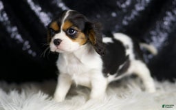 Cavalier King Charles Spaniel dogs for sale: Diamond - Image 7