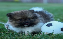 Pomeranian dogs for sale: Bobby - Image 15