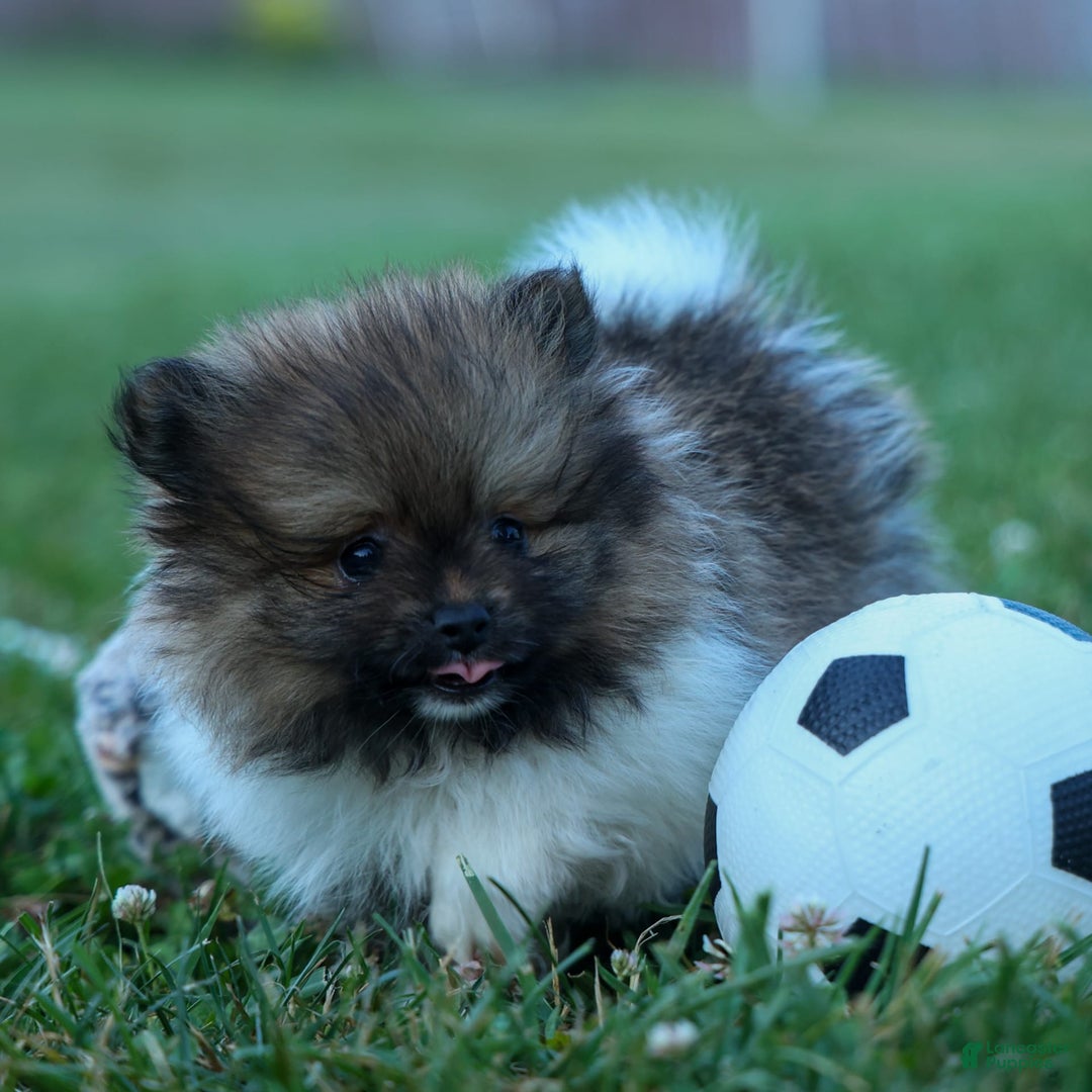 Pomeranian dogs for sale: Bobby - Image 15