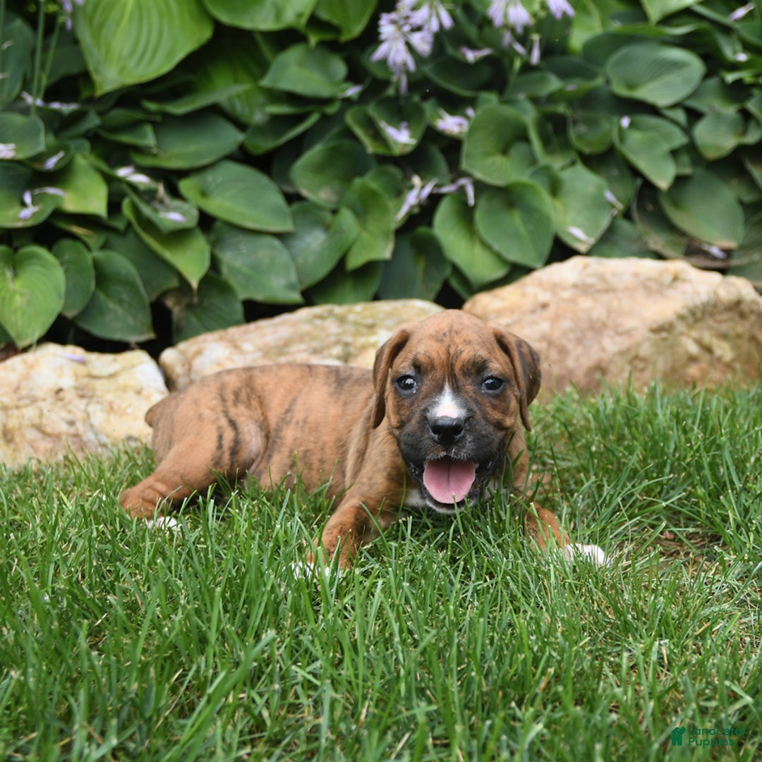 Boxer dogs for sale: Dallas - Image 2