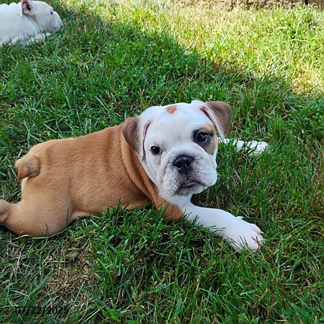 English Bulldog dogs for sale: Rumble - Image 16