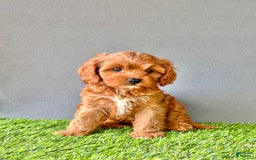 Cavapoo dogs for sale: Winnie - Image 3