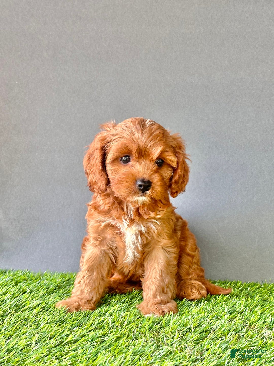 Cavapoo dogs for sale: Winnie - Image 3