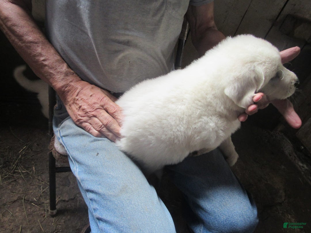 Great Pyrenees dogs for sale: Blue - Image 4
