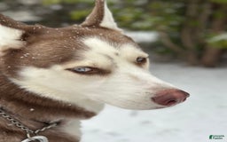 Siberian Husky dogs for sale: Dakota - Image 4