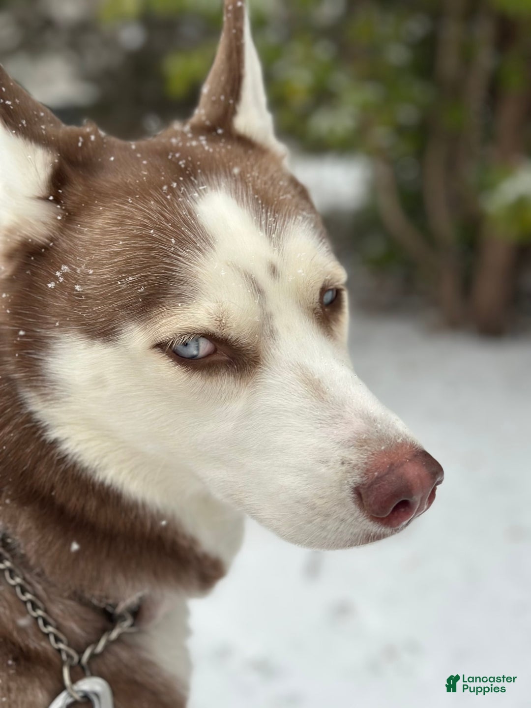 Siberian Husky dogs for sale: Dakota - Image 4