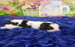 English Springer Spaniel dogs for sale: Kate - Image 1