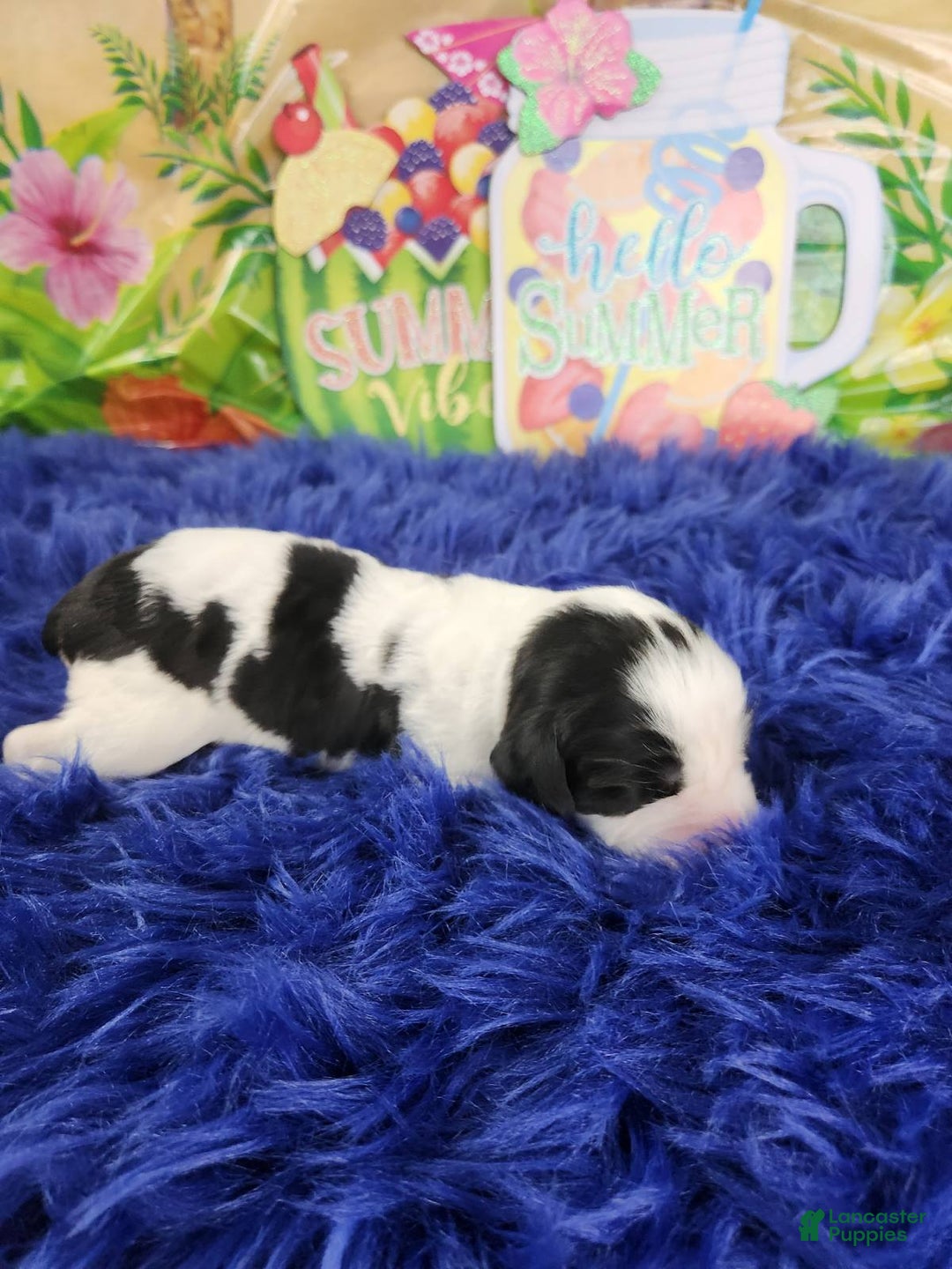 English Springer Spaniel dogs for sale: Kate - Image 1